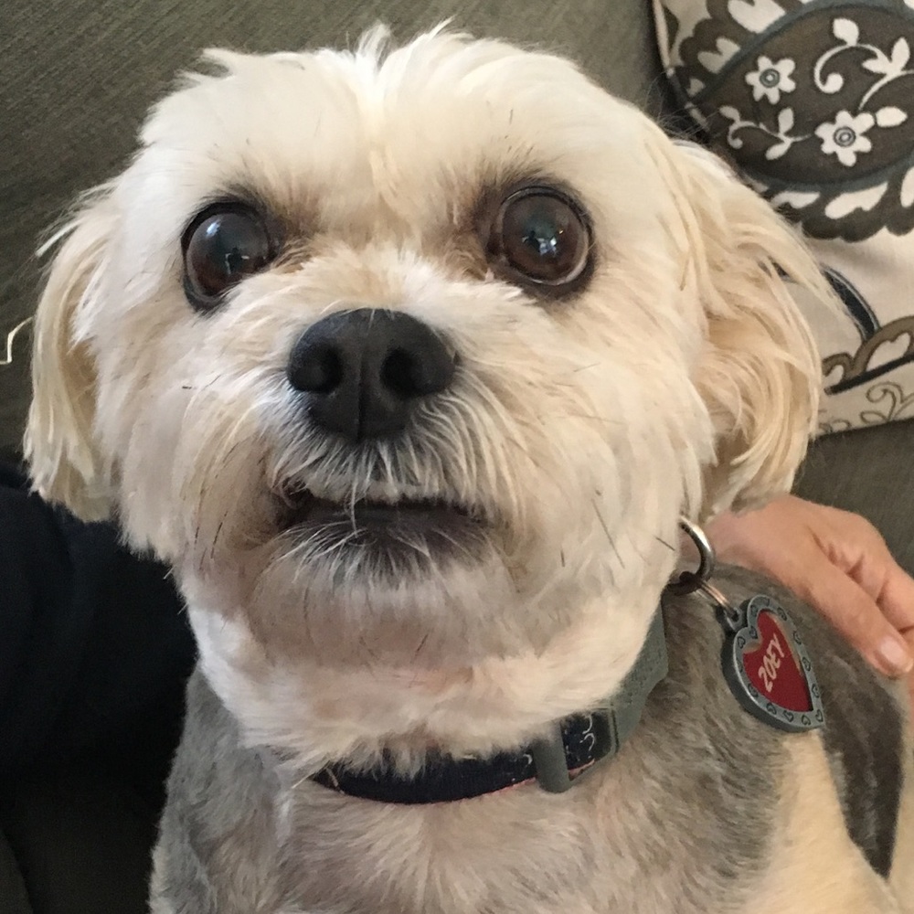 Meet your Posher, Sonia